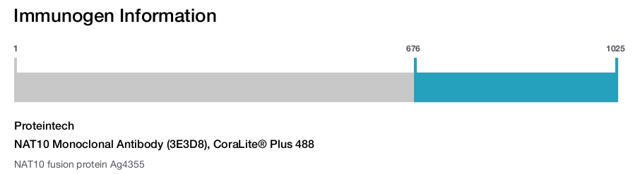 NAT10 Monoclonal Antibody (3E3D8), CoraLite&reg; Plus 488