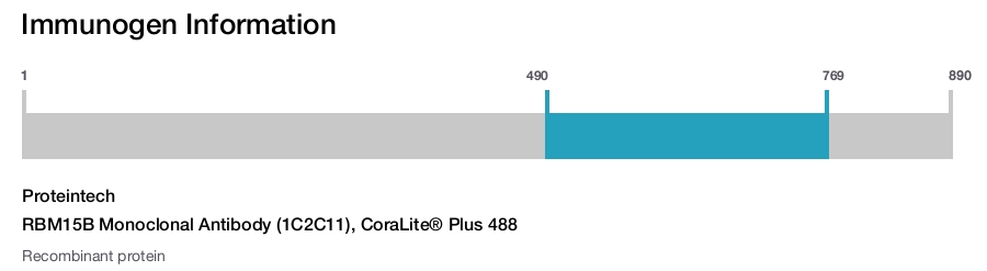 RBM15B Monoclonal Antibody (1C2C11), CoraLite&reg; Plus 488