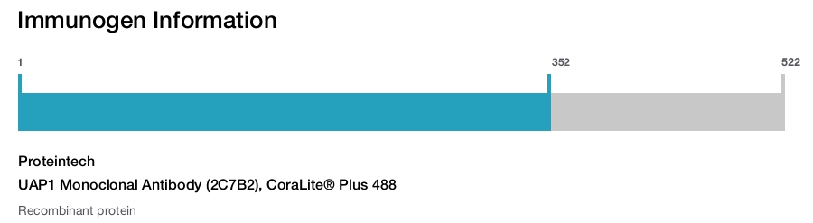 UAP1 Monoclonal Antibody (2C7B2), CoraLite&reg; Plus 488