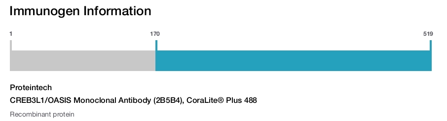 CREB3L1/OASIS Monoclonal Antibody (2B5B4), CoraLite&reg; Plus 488