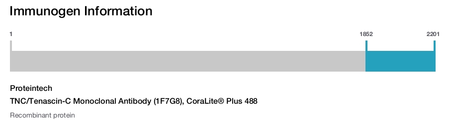 TNC/Tenascin-C Monoclonal Antibody (1F7G8), CoraLite&reg; Plus 488