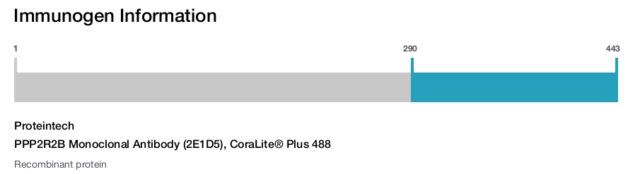 PPP2R2B Monoclonal Antibody (2E1D5), CoraLite&reg; Plus 488