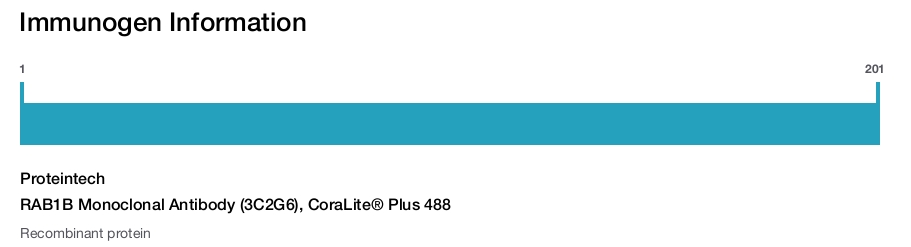 RAB1B Monoclonal Antibody (3C2G6), CoraLite&reg; Plus 488
