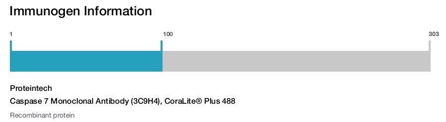 Caspase 7 Monoclonal Antibody (3C9H4), CoraLite&reg; Plus 488