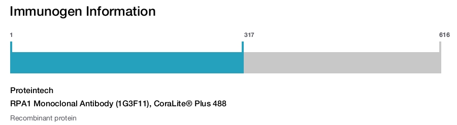 RPA1 Monoclonal Antibody (1G3F11), CoraLite&reg; Plus 488