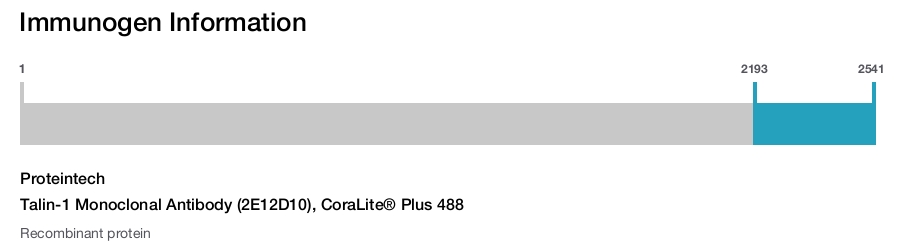 Talin-1 Monoclonal Antibody (2E12D10), CoraLite&reg; Plus 488