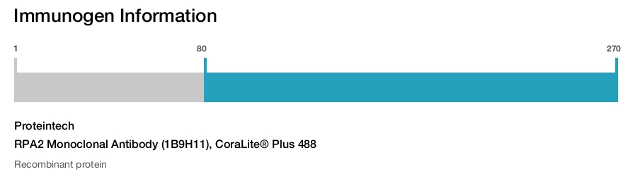 RPA2 Monoclonal Antibody (1B9H11), CoraLite® Plus 488