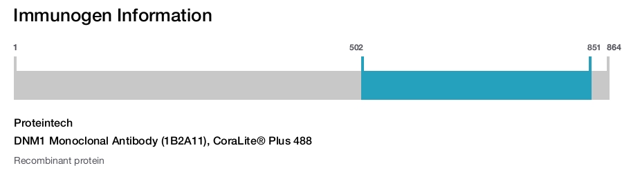 DNM1 Monoclonal Antibody (1B2A11), CoraLite&reg; Plus 488