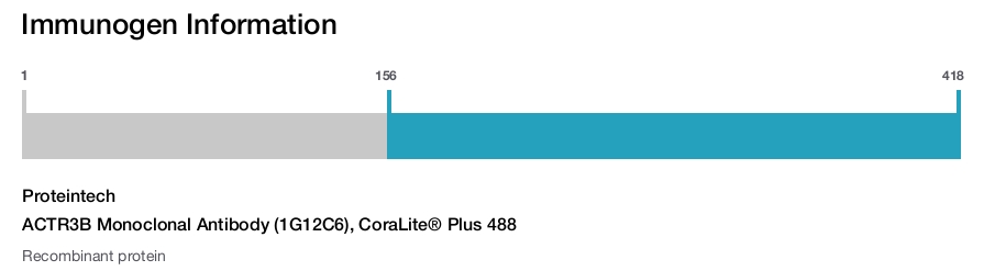 ACTR3B Monoclonal Antibody (1G12C6), CoraLite&reg; Plus 488