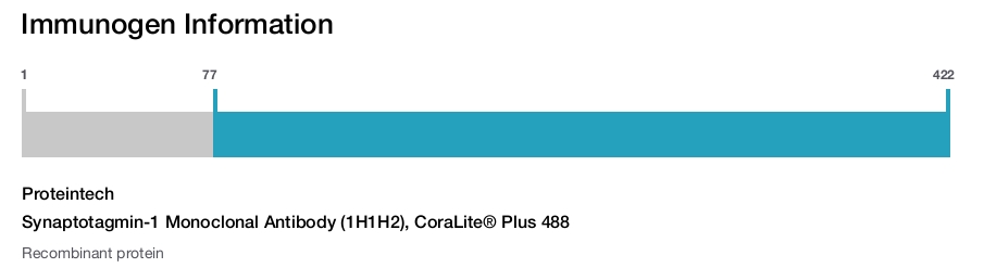 Synaptotagmin-1 Monoclonal Antibody (1H1H2), CoraLite&reg; Plus 488