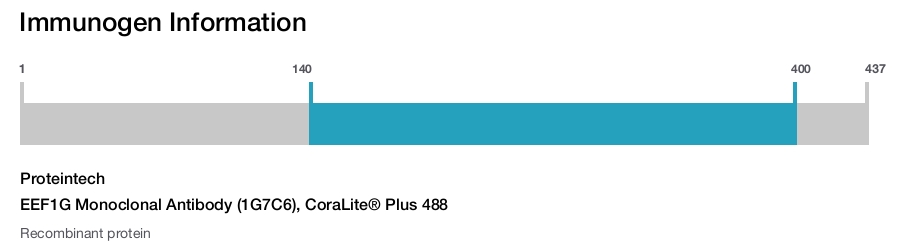 EEF1G Monoclonal Antibody (1G7C6), CoraLite® Plus 488