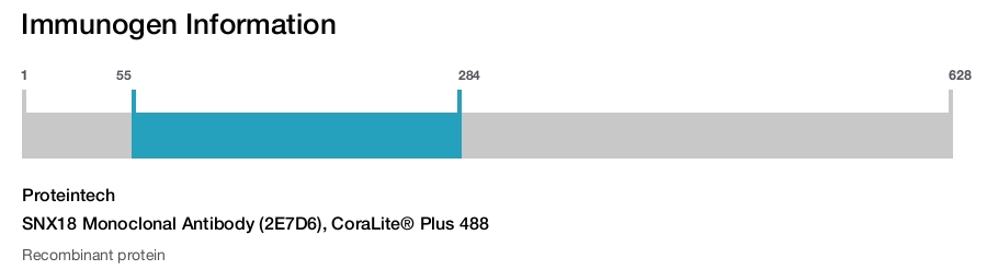 SNX18 Monoclonal Antibody (2E7D6), CoraLite&reg; Plus 488
