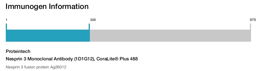 Nesprin 3 Monoclonal Antibody (1D1G12), CoraLite&reg; Plus 488