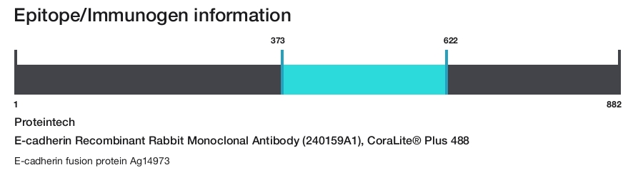E-cadherin Recombinant Rabbit Monoclonal Antibody (240159A1), CoraLite&reg; Plus 488