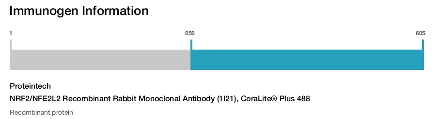 NRF2/NFE2L2 Recombinant Rabbit Monoclonal Antibody (1I21), CoraLite&reg; Plus 488