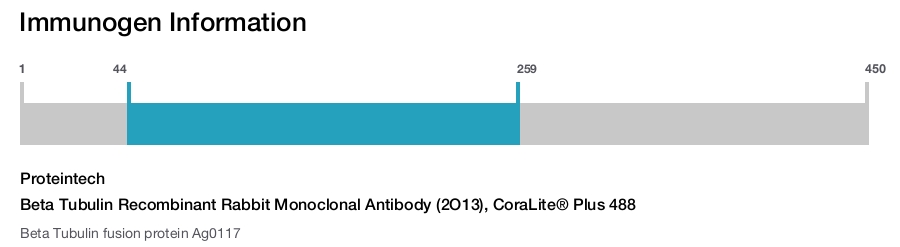 Beta Tubulin Recombinant Rabbit Monoclonal Antibody (2O13), CoraLite&reg; Plus 488