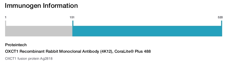 OXCT1 Recombinant Rabbit Monoclonal Antibody (4K12), CoraLite&reg; Plus 488