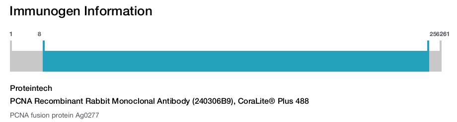 PCNA Recombinant Rabbit Monoclonal Antibody (240306B9), CoraLite&reg; Plus 488
