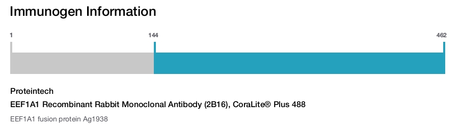 EEF1A1 Recombinant Rabbit Monoclonal Antibody (2B16), CoraLite&reg; Plus 488