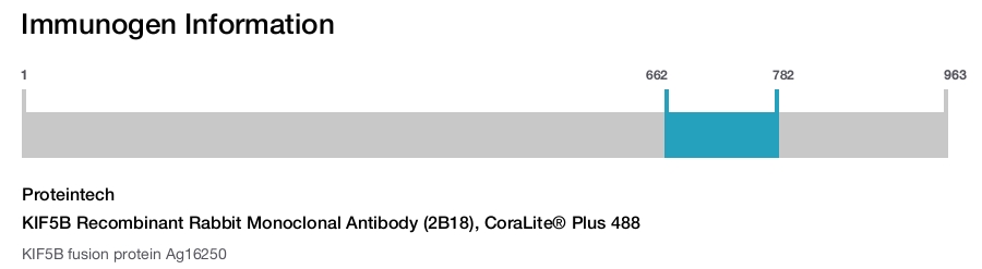 KIF5B Recombinant Rabbit Monoclonal Antibody (2B18), CoraLite&reg; Plus 488