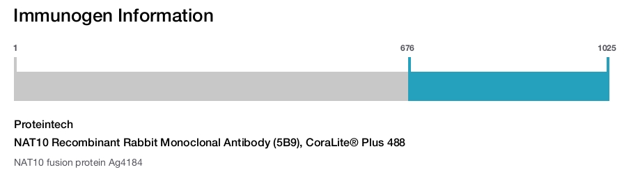 NAT10 Recombinant Rabbit Monoclonal Antibody (5B9), CoraLite&reg; Plus 488