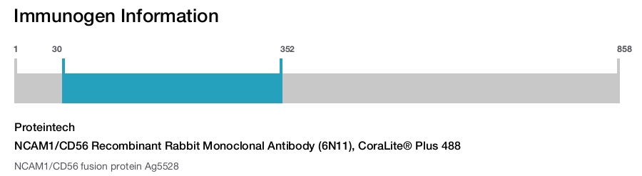NCAM1/CD56 Recombinant Rabbit Monoclonal Antibody (6N11), CoraLite&reg; Plus 488