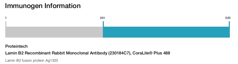 Lamin B2 Recombinant Rabbit Monoclonal Antibody (230184C7), CoraLite&reg; Plus 488
