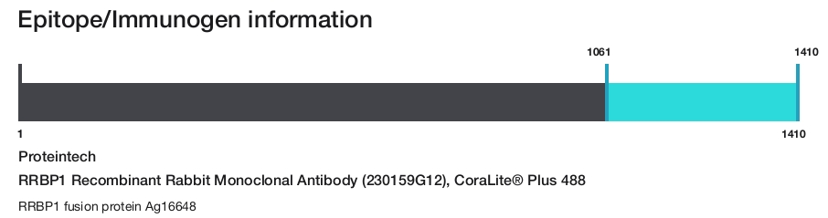 RRBP1 Recombinant Rabbit Monoclonal Antibody (230159G12), CoraLite&reg; Plus 488