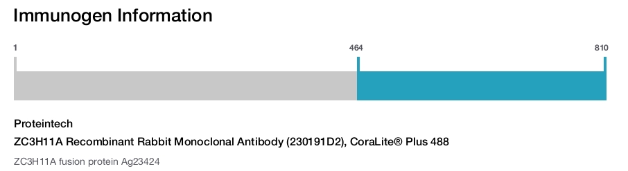 ZC3H11A Recombinant Rabbit Monoclonal Antibody (230191D2), CoraLite&reg; Plus 488
