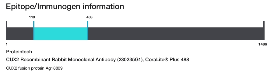 CUX2 Recombinant Rabbit Monoclonal Antibody (230235G1), CoraLite&reg; Plus 488