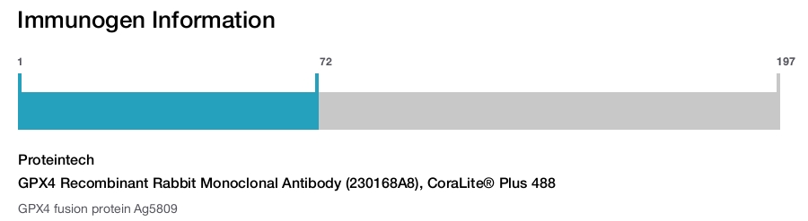 GPX4 Recombinant Rabbit Monoclonal Antibody (230168A8), CoraLite&reg; Plus 488