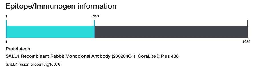 SALL4 Recombinant Rabbit Monoclonal Antibody (230284C4), CoraLite&reg; Plus 488
