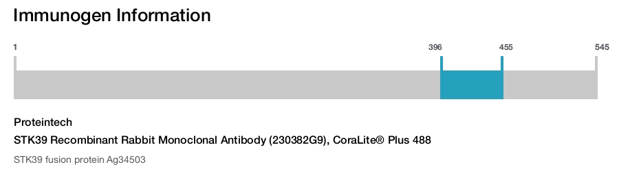 STK39 Recombinant Rabbit Monoclonal Antibody (230382G9), CoraLite® Plus 488