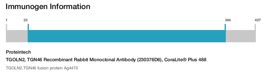 TGOLN2, TGN46 Recombinant Rabbit Monoclonal Antibody (230376D6), CoraLite&reg; Plus 488