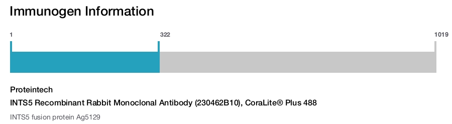 INTS5 Recombinant Rabbit Monoclonal Antibody (230462B10), CoraLite&reg; Plus 488