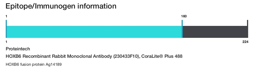 HOXB6 Recombinant Rabbit Monoclonal Antibody (230433F10), CoraLite&reg; Plus 488