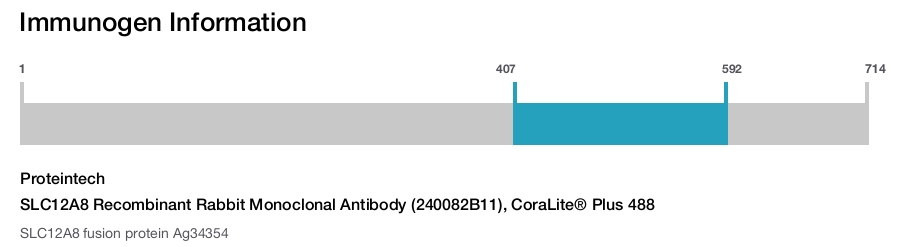 SLC12A8 Recombinant Rabbit Monoclonal Antibody (240082B11), CoraLite&reg; Plus 488