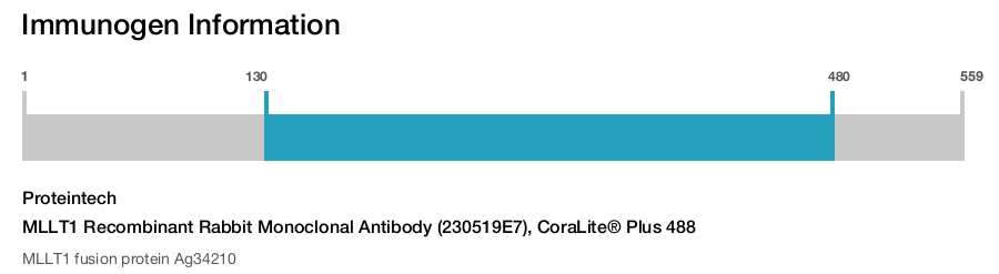 MLLT1 Recombinant Rabbit Monoclonal Antibody (230519E7), CoraLite&reg; Plus 488
