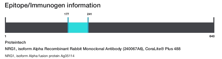 NRG1, isoform Alpha Recombinant Rabbit Monoclonal Antibody (240067A6), CoraLite&reg; Plus 488