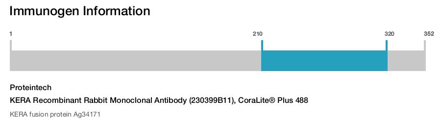 KERA Recombinant Rabbit Monoclonal Antibody (230399B11), CoraLite&reg; Plus 488