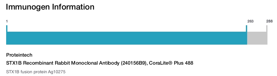 STX1B Recombinant Rabbit Monoclonal Antibody (240156B9), CoraLite&reg; Plus 488