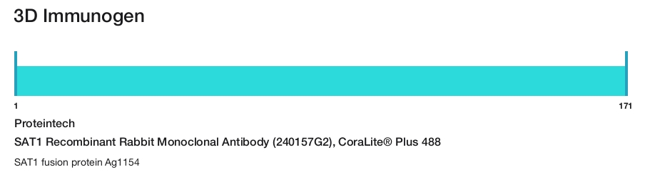 SAT1 Recombinant Rabbit Monoclonal Antibody (240157G2), CoraLite&reg; Plus 488