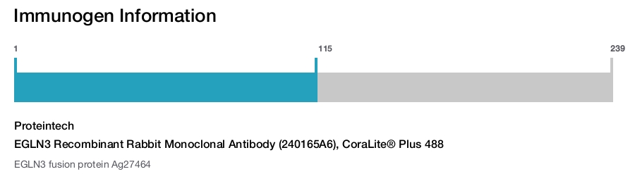 EGLN3 Recombinant Rabbit Monoclonal Antibody (240165A6), CoraLite&reg; Plus 488