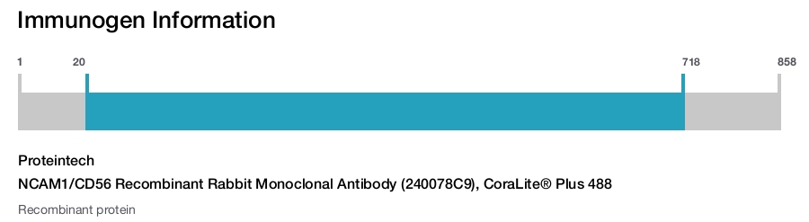 NCAM1/CD56 Recombinant Rabbit Monoclonal Antibody (240078C9), CoraLite&reg; Plus 488