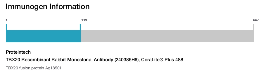 TBX20 Recombinant Rabbit Monoclonal Antibody (240385H6), CoraLite&reg; Plus 488