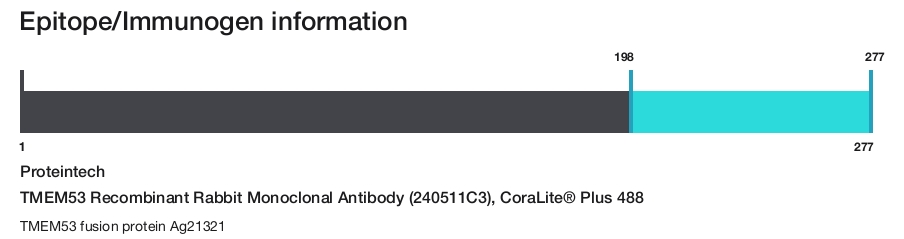 TMEM53 Recombinant Rabbit Monoclonal Antibody (240511C3), CoraLite&reg; Plus 488