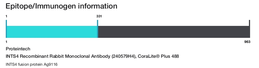 INTS4 Recombinant Rabbit Monoclonal Antibody (240579H4), CoraLite&reg; Plus 488