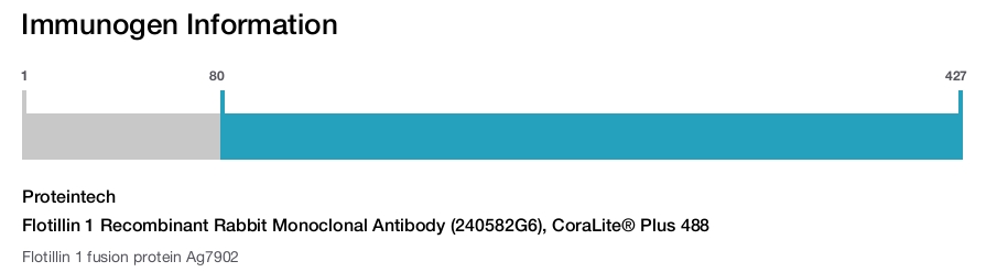 Flotillin 1 Recombinant Rabbit Monoclonal Antibody (240582G6), CoraLite&reg; Plus 488