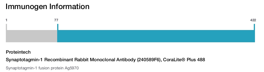 Synaptotagmin-1 Recombinant Rabbit Monoclonal Antibody (240589F6), CoraLite&reg; Plus 488