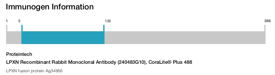 LPXN Recombinant Rabbit Monoclonal Antibody (240483G10), CoraLite&reg; Plus 488